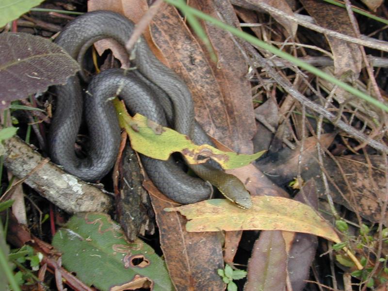 Marsh_Snake__Hemiaspis_signata__001.jpg