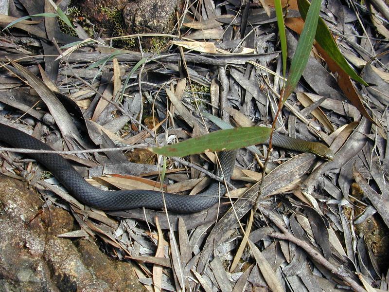 Marsh_Snake__Hemiaspis_signata__002.jpg