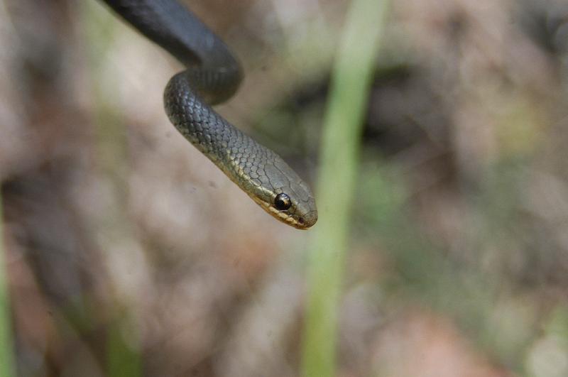 Marsh_Snake__Hemiaspis_signata__006.jpg