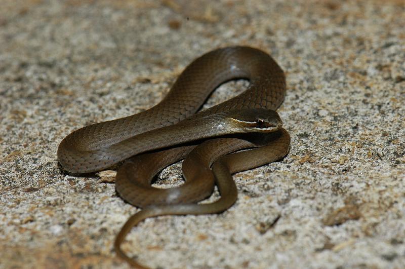 Marsh_Snake__Hemiaspis_signata__008.jpg