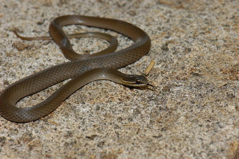 Marsh_Snake__Hemiaspis_signata__010.jpg