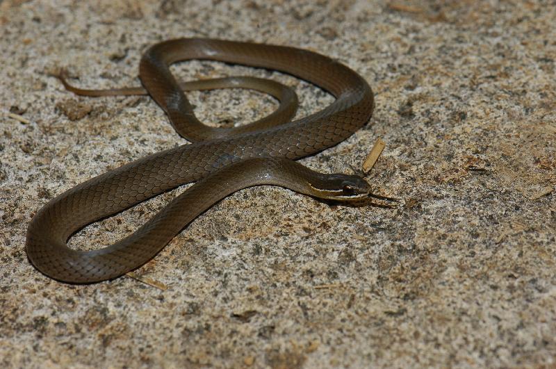 Marsh_Snake__Hemiaspis_signata__011.jpg