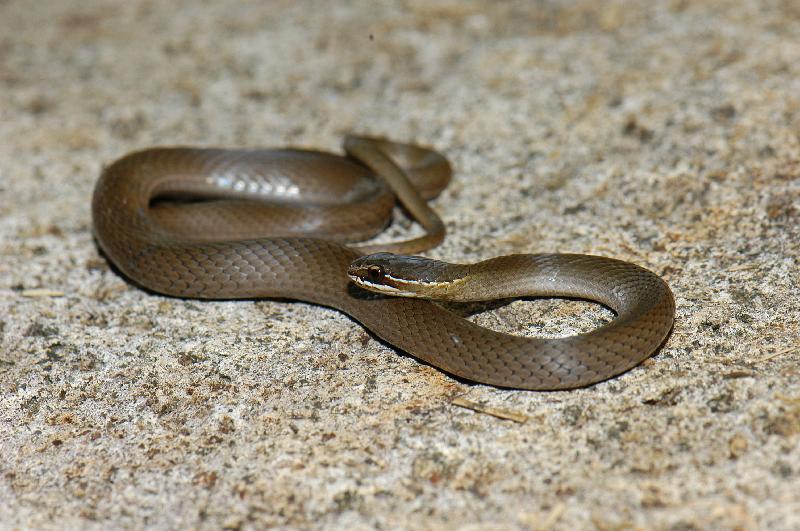 Marsh_Snake__Hemiaspis_signata__012.jpg