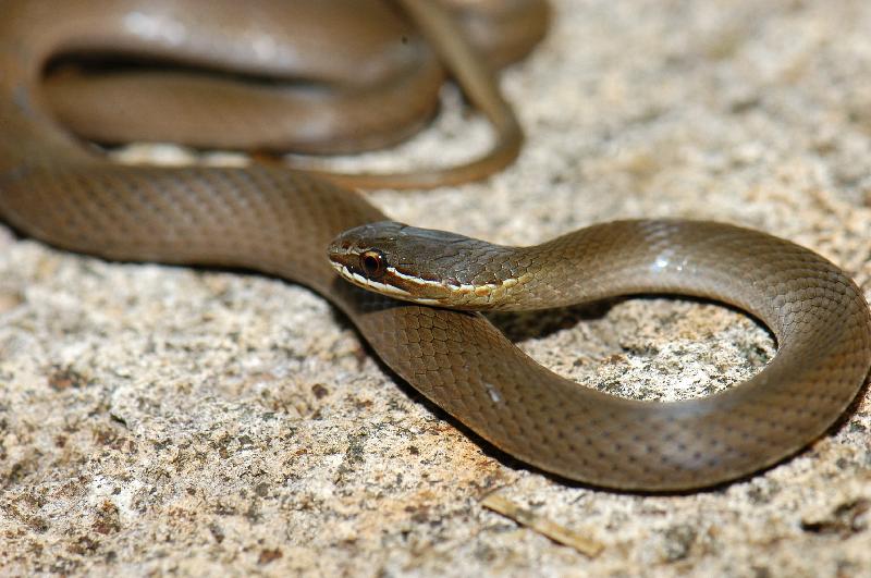 Marsh_Snake__Hemiaspis_signata__013.jpg