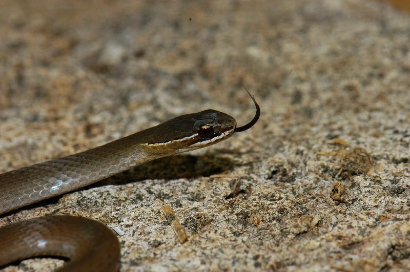 Marsh_Snake__Hemiaspis_signata__014.jpg