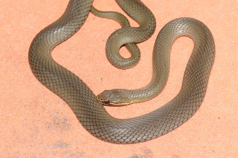 Marsh_Snake__Hemiaspis_signata__016.jpg