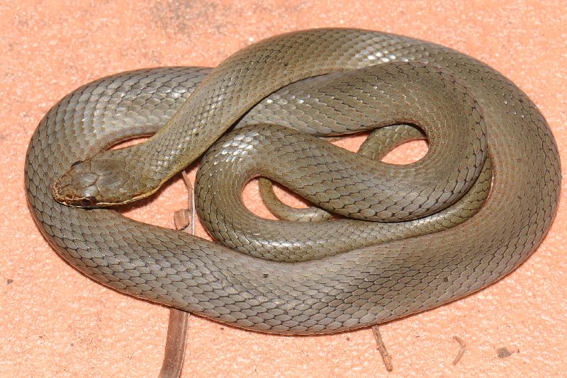 Marsh_Snake__Hemiaspis_signata__017.jpg