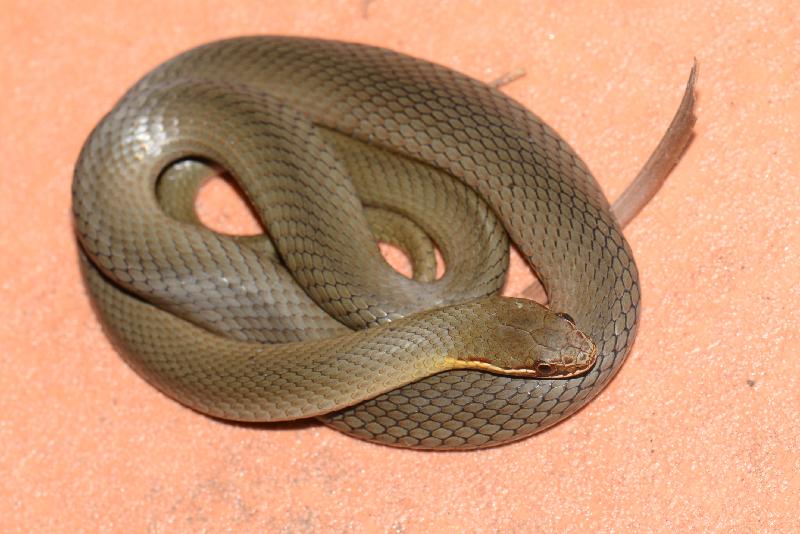 Marsh_Snake__Hemiaspis_signata__018.jpg