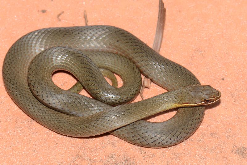 Marsh_Snake__Hemiaspis_signata__019.jpg