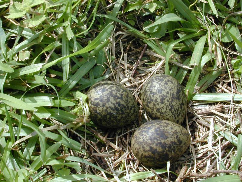 Masked_Lapwing__Vanellus_miles__001.jpg