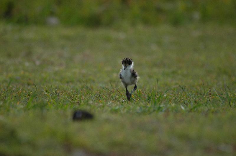 Masked_Lapwing__Vanellus_miles__003.jpg