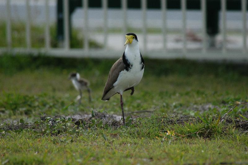 Masked_Lapwing__Vanellus_miles__004.jpg