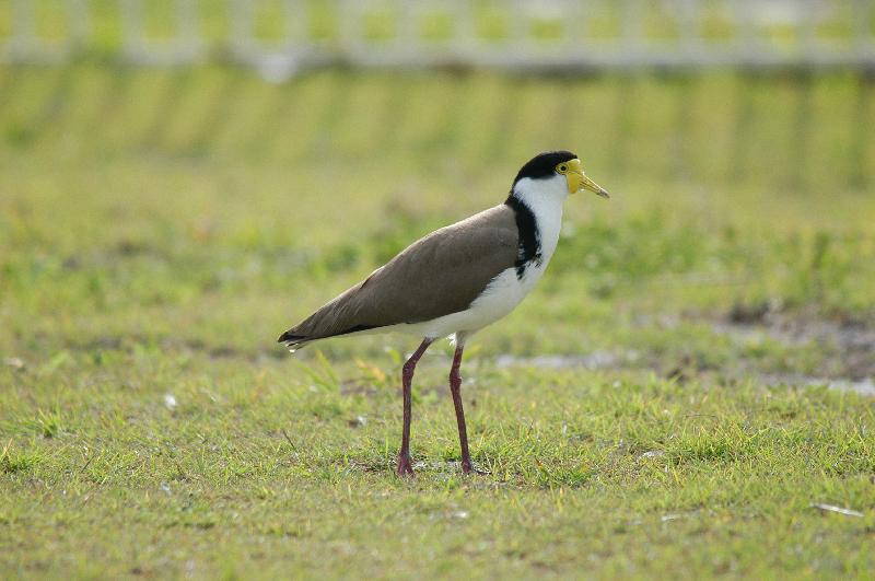 Masked_Lapwing__Vanellus_miles__005.jpg