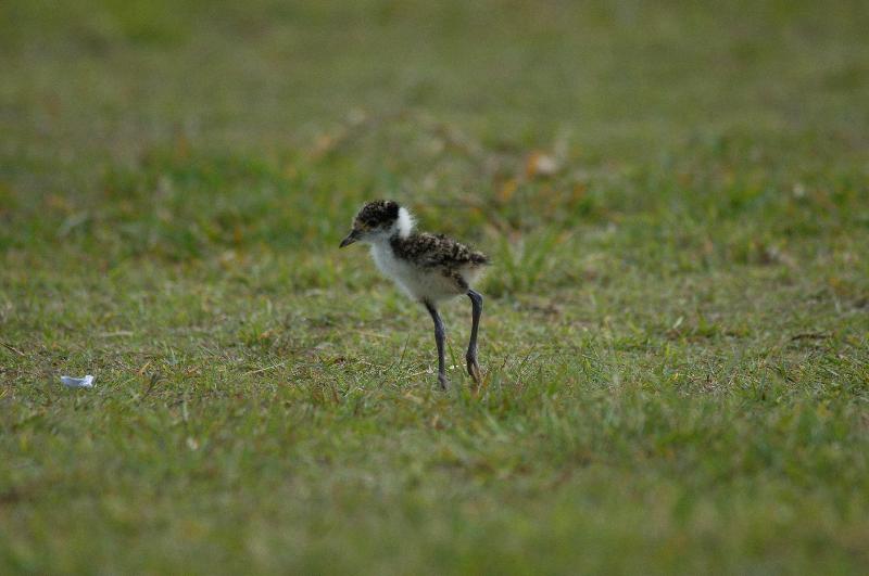 Masked_Lapwing__Vanellus_miles__006.jpg