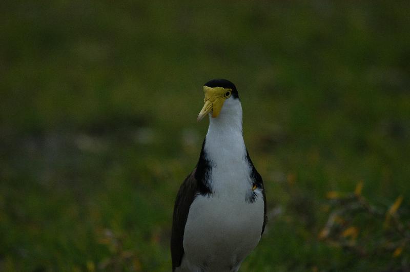 Masked_Lapwing__Vanellus_miles__007.jpg