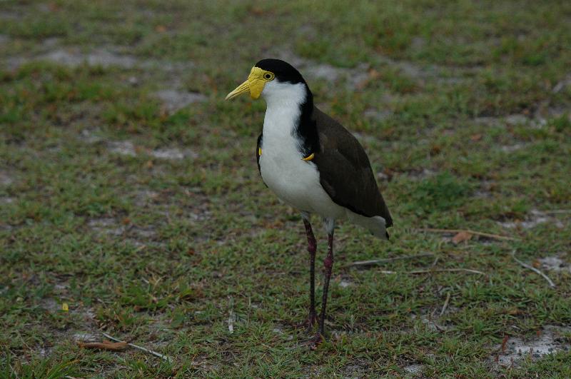 Masked_Lapwing__Vanellus_miles__009.jpg