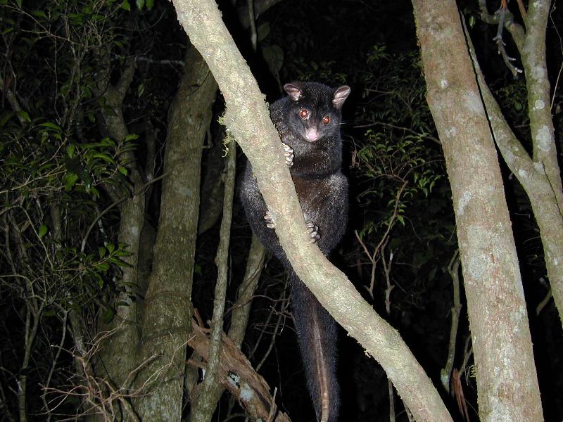 Mountain_Brushtail_Possum__Trichosurus_cunninghami__002.jpg