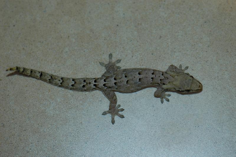 Mourning_Gecko__Lepidodactylus_lugubris__001.jpg