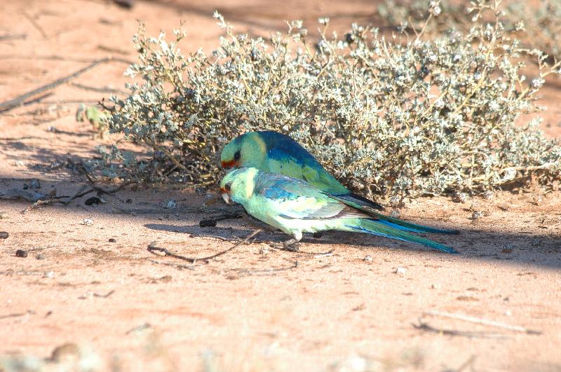 Mulga_Parrot__Psephotus_varius__002.jpg