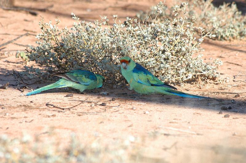 Mulga_Parrot__Psephotus_varius__003.jpg