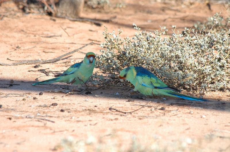 Mulga_Parrot__Psephotus_varius__004.jpg