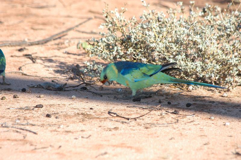 Mulga_Parrot__Psephotus_varius__005.jpg