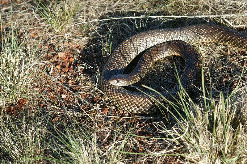 Mulga_Snake__Pseudechis_australis__001.jpg