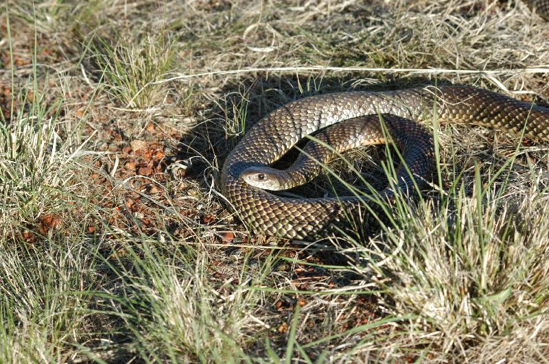 Mulga_Snake__Pseudechis_australis__002.jpg