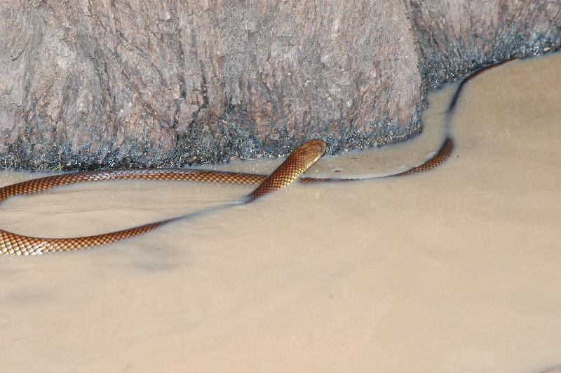 Mulga_Snake__Pseudechis_australis__003.jpg