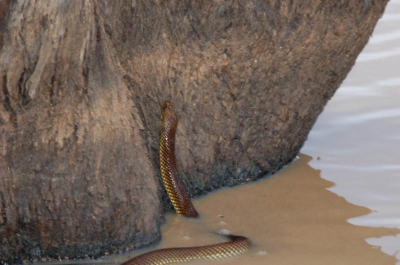 Mulga_Snake__Pseudechis_australis__005.jpg