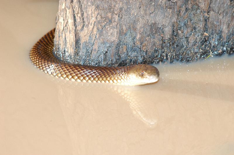 Mulga_Snake__Pseudechis_australis__006.jpg