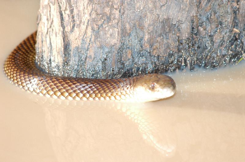 Mulga_Snake__Pseudechis_australis__007.jpg