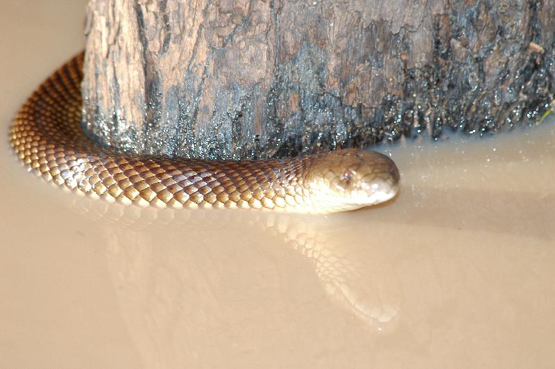 Mulga_Snake__Pseudechis_australis__008.jpg