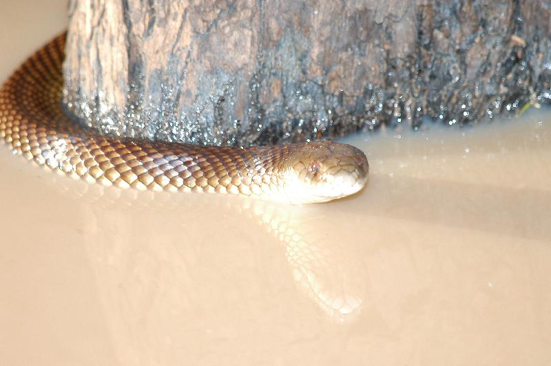 Mulga_Snake__Pseudechis_australis__009.jpg