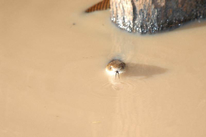 Mulga_Snake__Pseudechis_australis__011.jpg