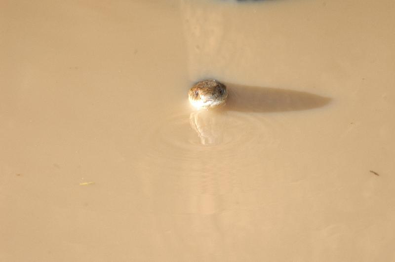 Mulga_Snake__Pseudechis_australis__012.jpg