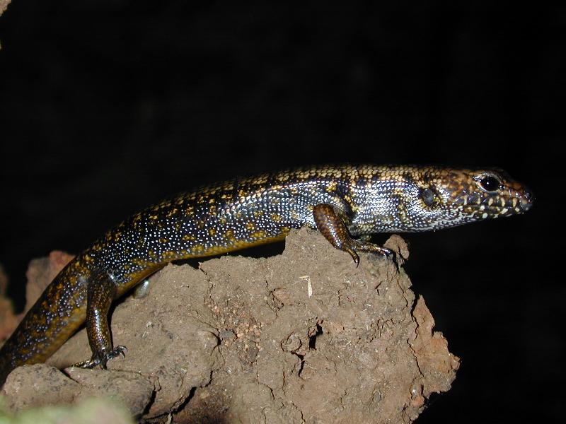 Murray's_Skink__Eulamprus_murrayi__002.jpg