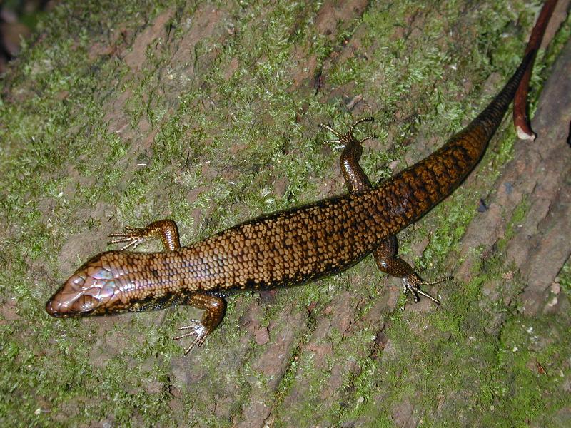 Murray's_Skink__Eulamprus_murrayi__003.jpg