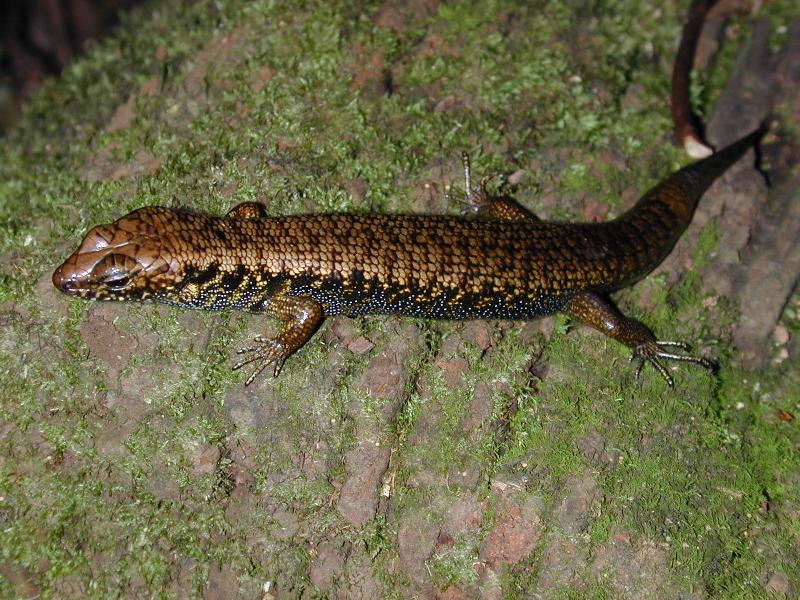 Murray's_Skink__Eulamprus_murrayi__004.jpg