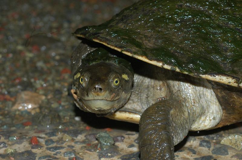 Murray_River_Turtle__Emydura_macquarii__001.jpg