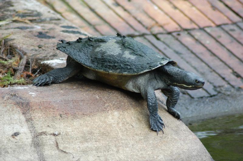 Murray_River_Turtle__Emydura_macquarii__002.jpg