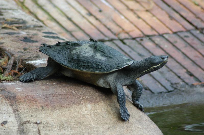 Murray_River_Turtle__Emydura_macquarii__003.jpg