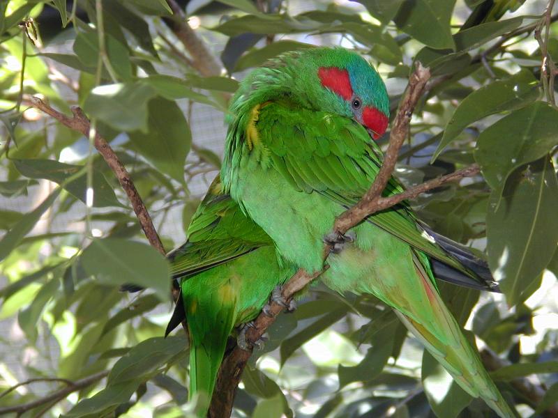 Musk_Lorikeet__Glossopsitta_concinna__001.jpg