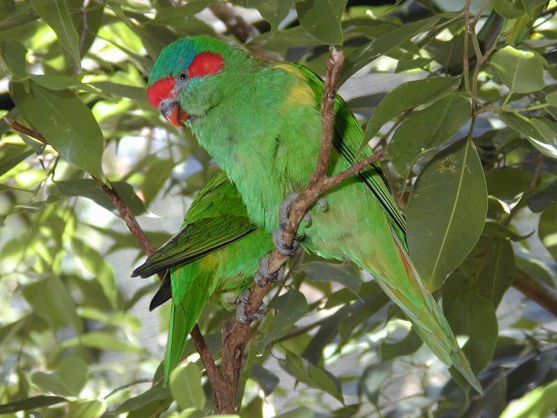 Musk_Lorikeet__Glossopsitta_concinna__002.jpg