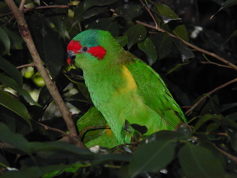 Musk_Lorikeet__Glossopsitta_concinna__004.jpg