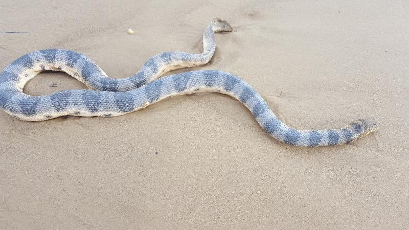 Olive-Headed_Sea_Snake__Disteira_major__004.jpg