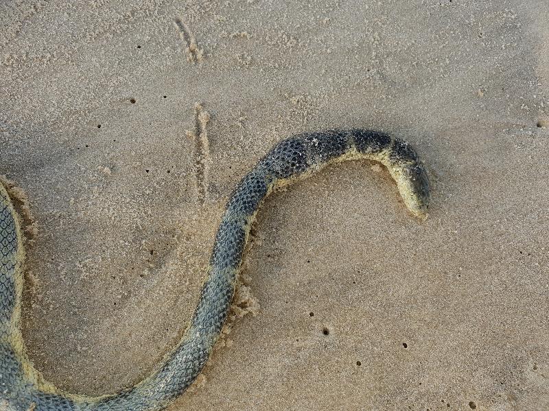 Olive-Headed_Sea_Snake__Disteira_major__005.jpg