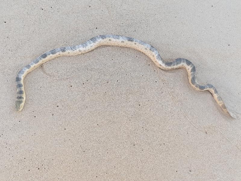 Olive-Headed_Sea_Snake__Disteira_major__012.jpg