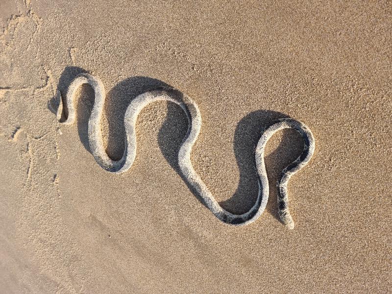 Olive-Headed_Sea_Snake__Disteira_major__016.jpg