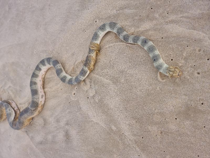 Olive-Headed_Sea_Snake__Disteira_major__018.jpg